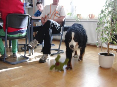 schulhund-janosch-4550