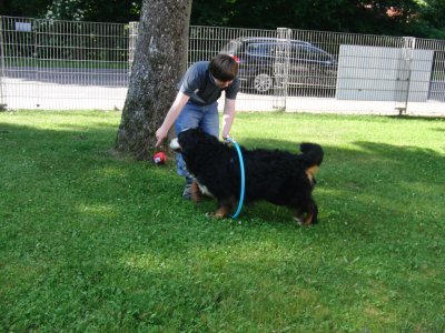 schulhund-janosch-4739
