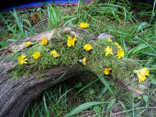 bluetenzauber-landart-dsc02648