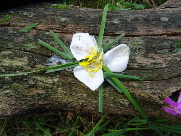 bluetenzauber-landart-dsc02652